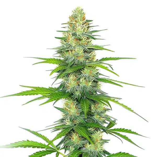 Early Skunk x Rosetta Stone Seeds