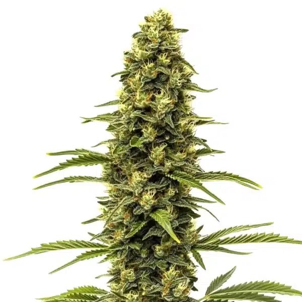 Early Skunk Seeds