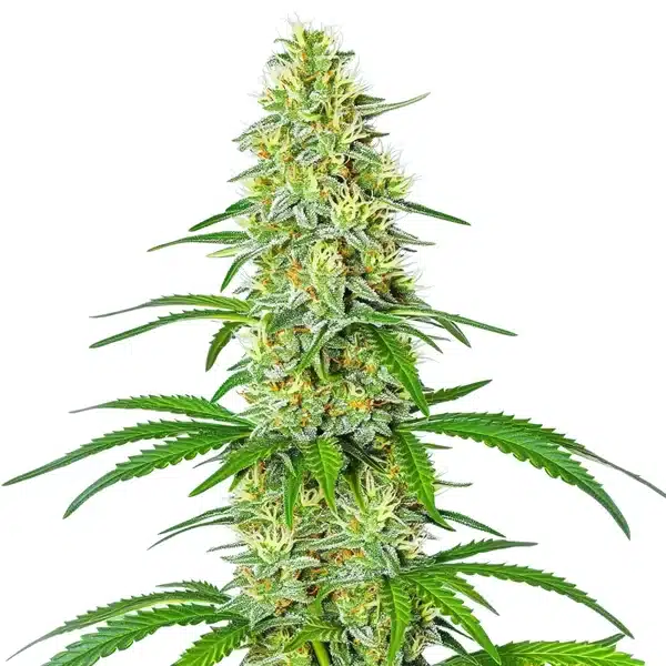 Exodus Cheese x Blue Head Band Seeds