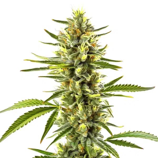 Exodus Cheese Seeds