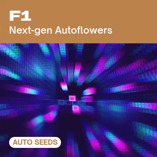 F1 AUTO Seeds