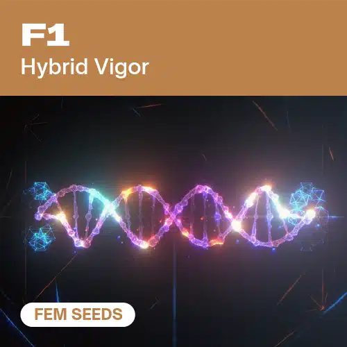 F1 FEM Seeds