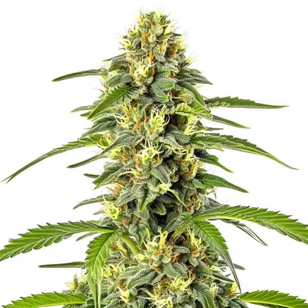 Fast Bud Auto Seeds