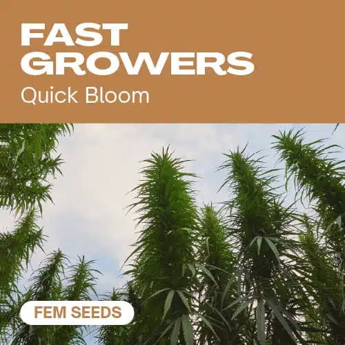 Fast Growers Seeds