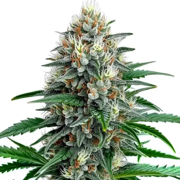 Fire Alien Strawberry x Mac Rillaz F1 Seeds