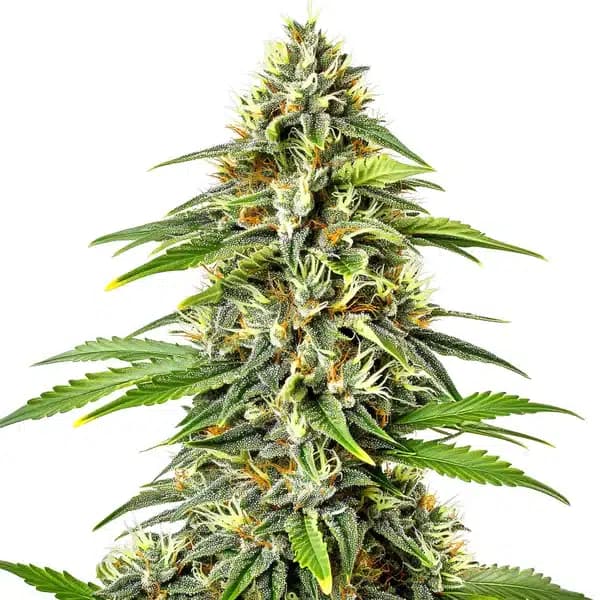Fire Kush Auto Seeds