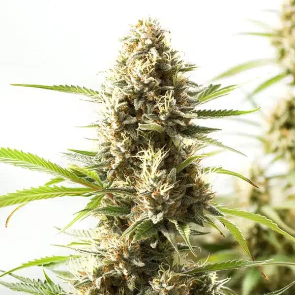 Fire Kush Seeds