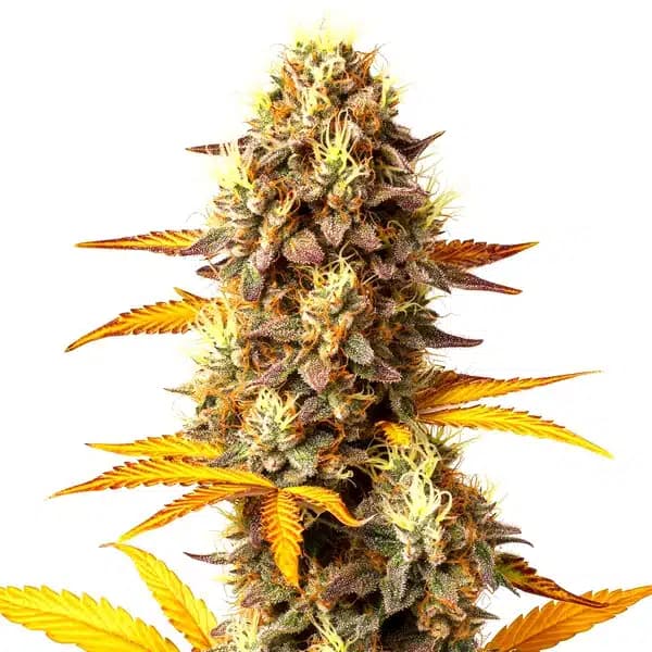 Fire OG Seeds