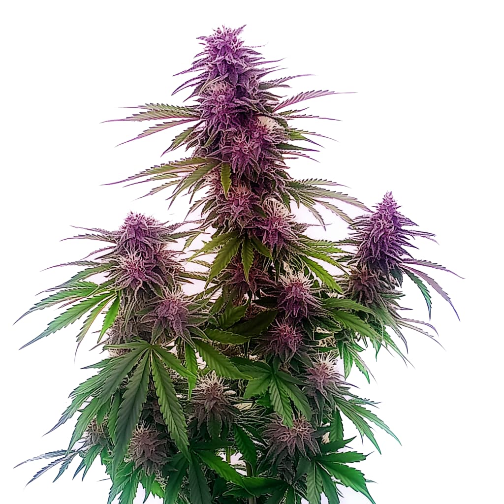 Florida Sunrise Auto Seeds
