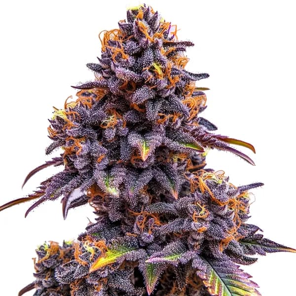 Forbidden Fruit Auto Seeds
