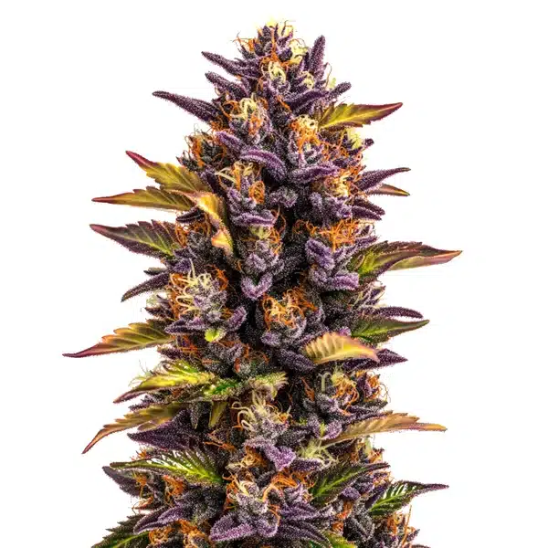 Forbidden Runtz Auto Seeds