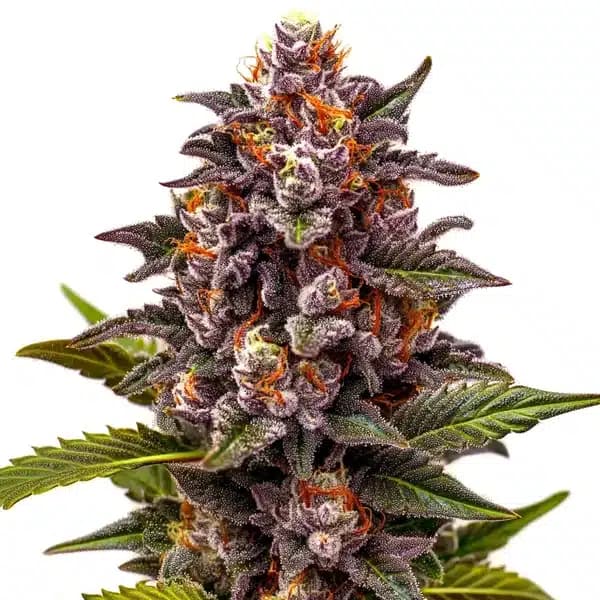Forbidden Z OG Seeds