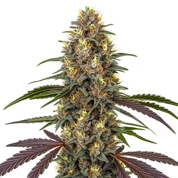 French Cookies Seeds