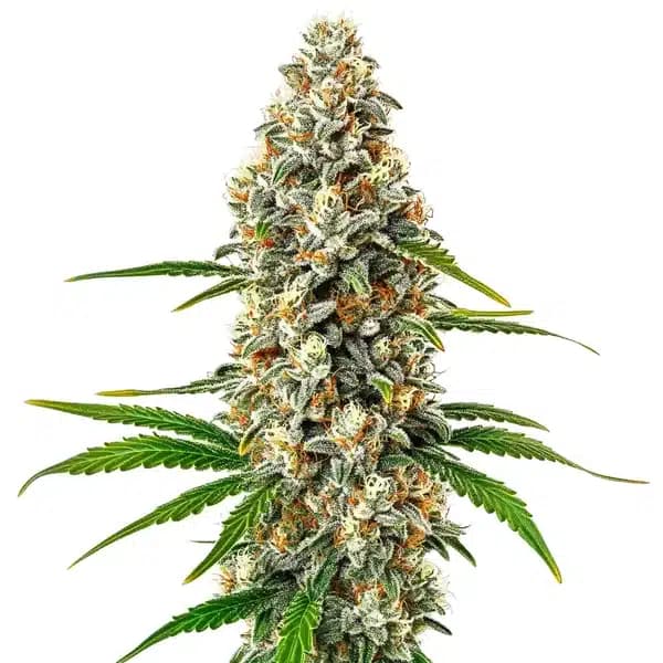 Fro-Yo Auto Seeds