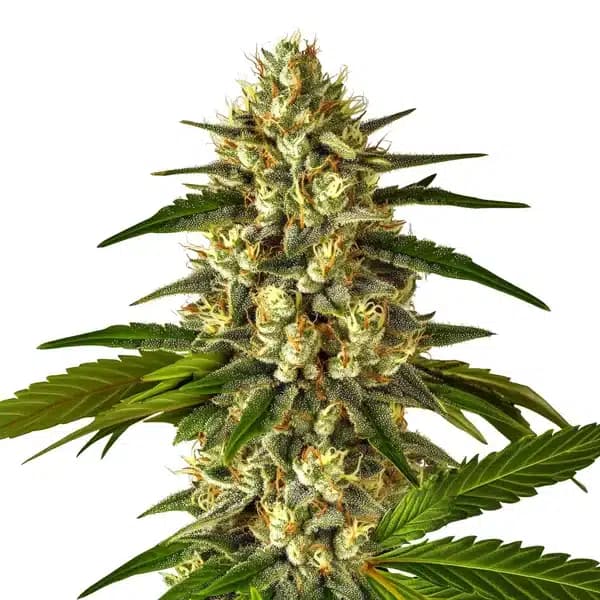 Fruit Auto Seeds