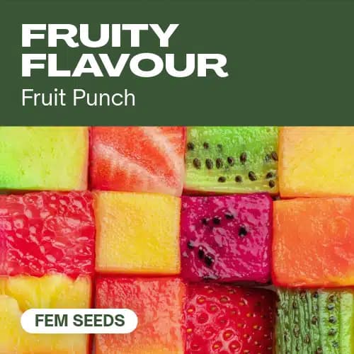 Fruity Flavour Seeds