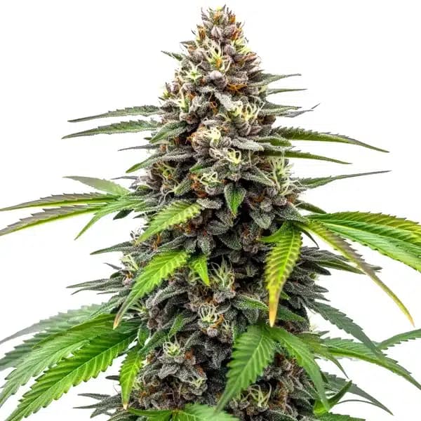 Fruity Oop! Seeds