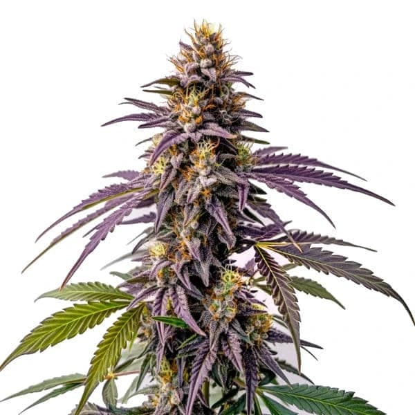 Fruity Pebbles Seeds
