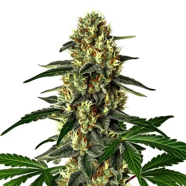 Future #1 Auto Seeds