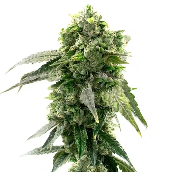 G13 Autoflower Seeds