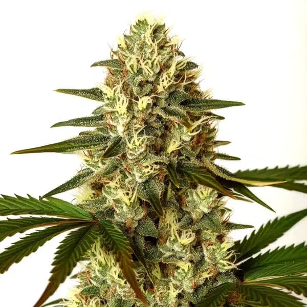 G13 x Nebula Seeds