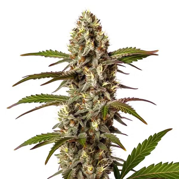 G13 x OG Kush Seeds