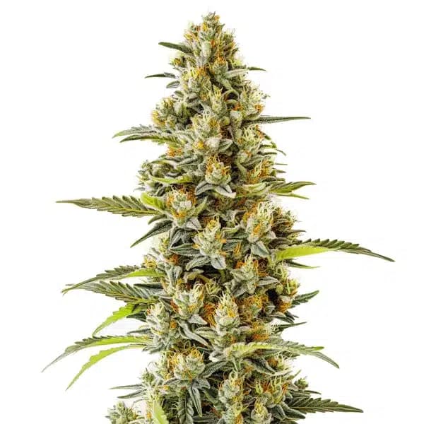 G13 Seeds