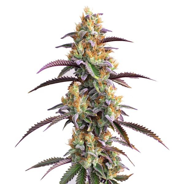 Gator Breath Seeds
