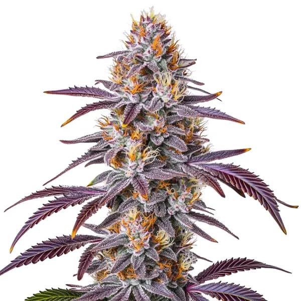 Gelato 33 Seeds