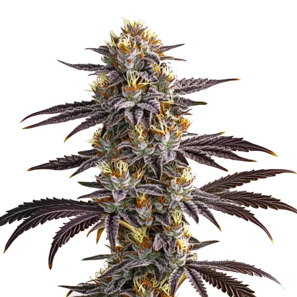 Gelato Auto Seeds