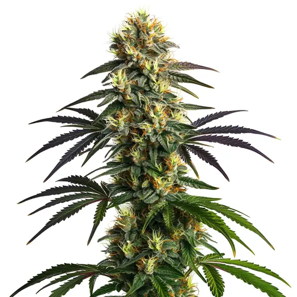 Gelato FBV Seeds