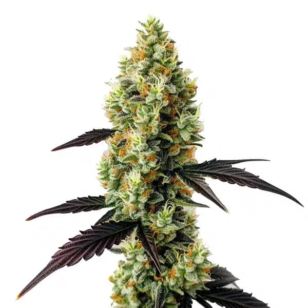 Gelato x Girl Scout Cookies Seeds