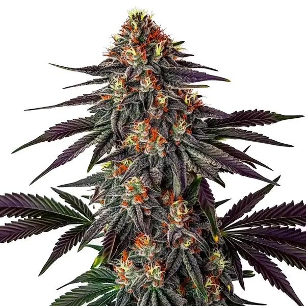 Gelato x Honey Drop Seeds