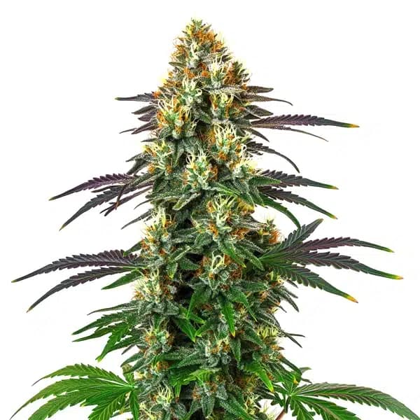 Gelato x Kosher Kush Seeds