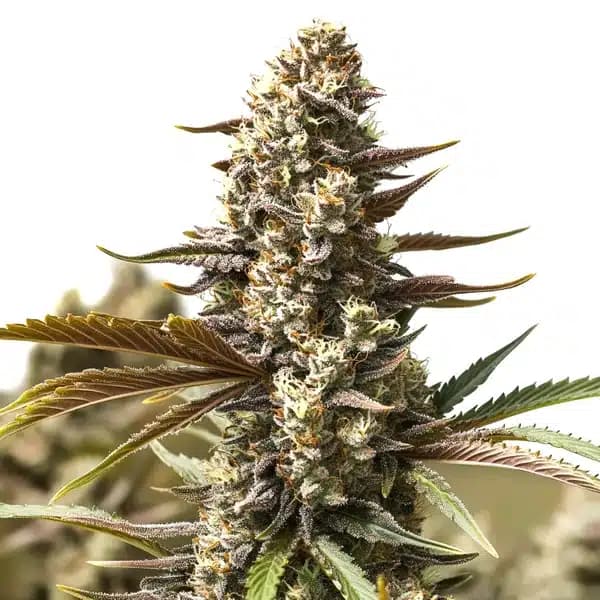 Gelato x London Pound Cake Seeds