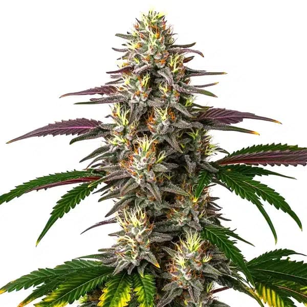 Gelato X Purple Punch Auto Seeds