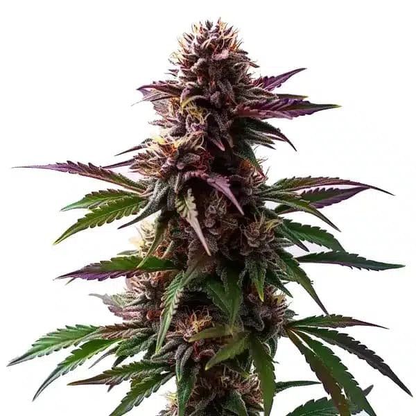Gelato x Purple Punch Autoflower F1 Seeds