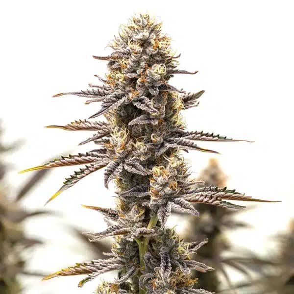 Gelato x Rosetta Stone Seeds