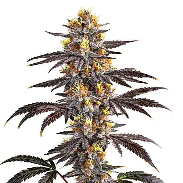 Gelato Seeds