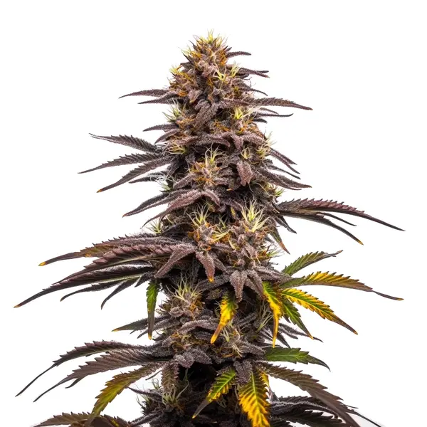 Ghost Train Haze x Pellezino Seeds