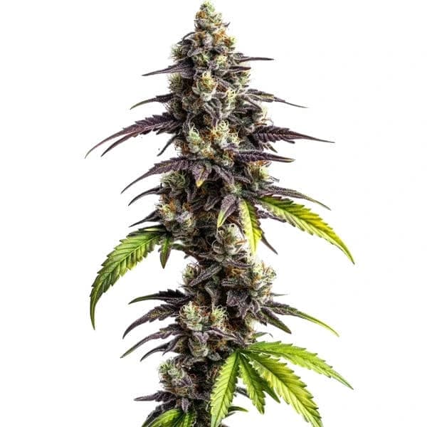 Ghost Train Power Seeds