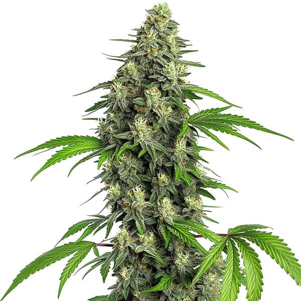 Girl Scout Cookies Fast Version Seeds