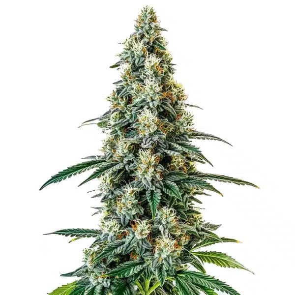 Girl Scout Cookies Regular Seeds