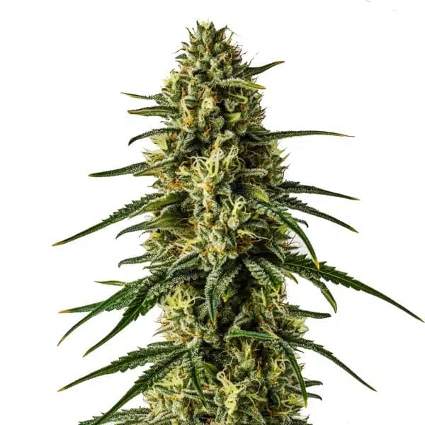 Girl Scout Cookies x Kush Seeds