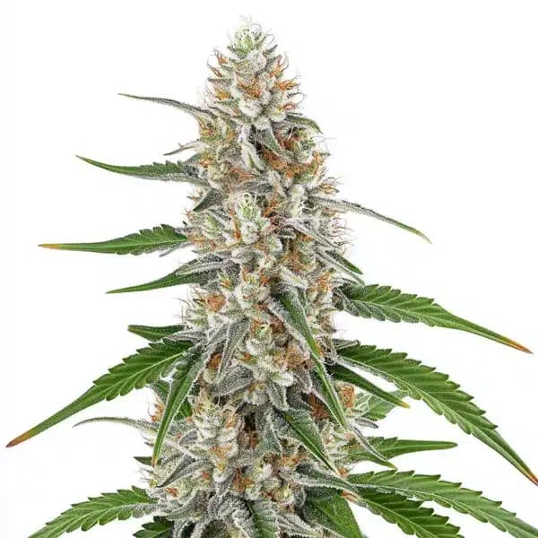 Girl Scout Cookies x OG Kush Regular Seeds