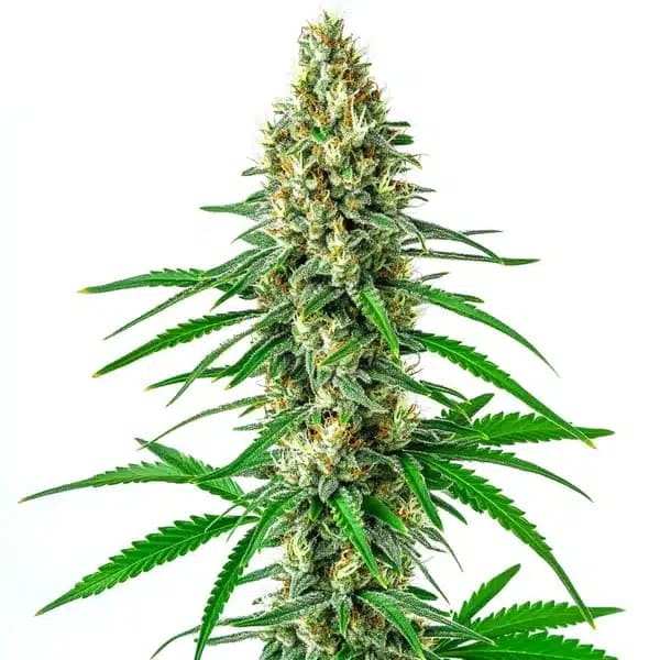 Sour Cookies Seeds