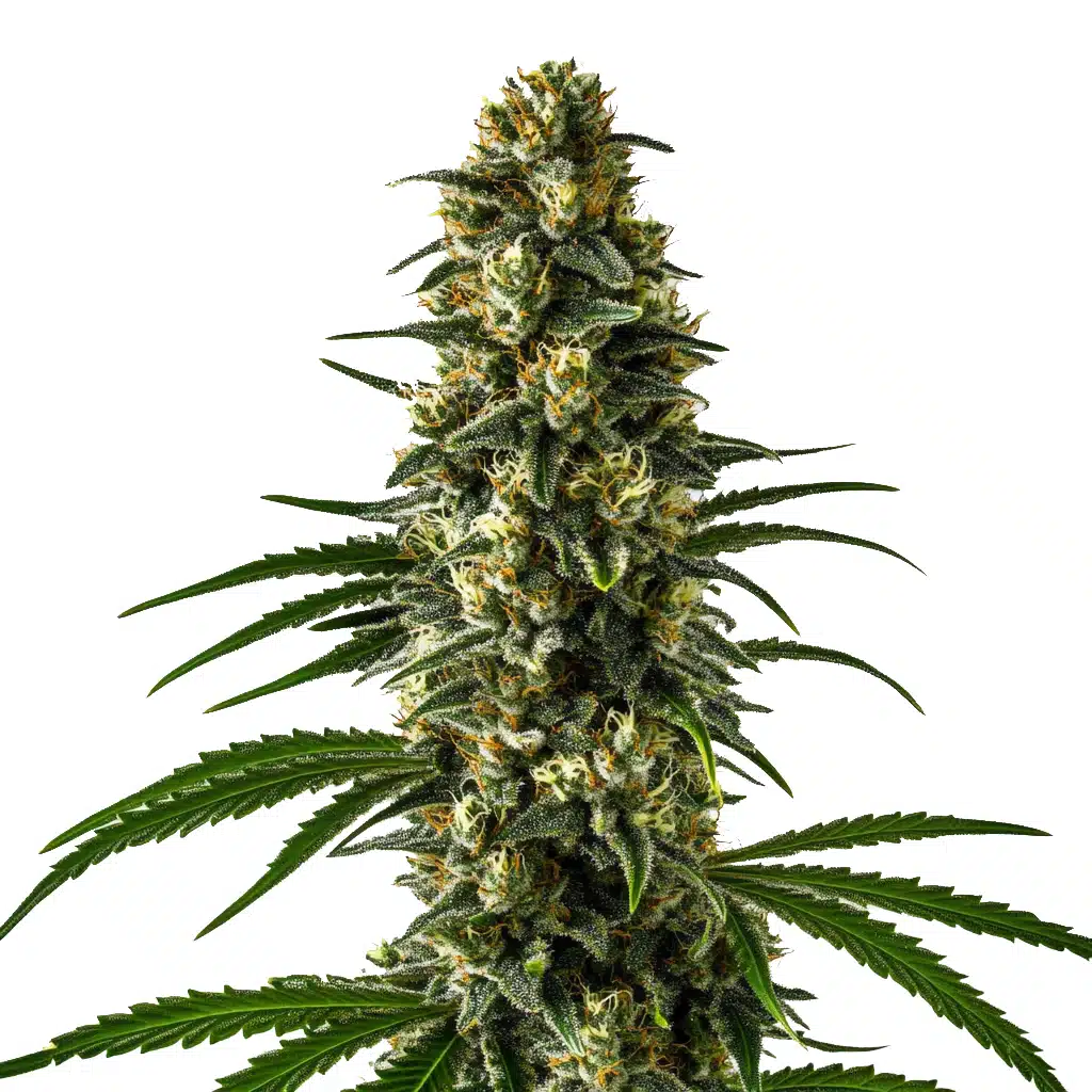Girl Scout Cookies Seeds