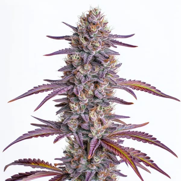Glookies Seeds