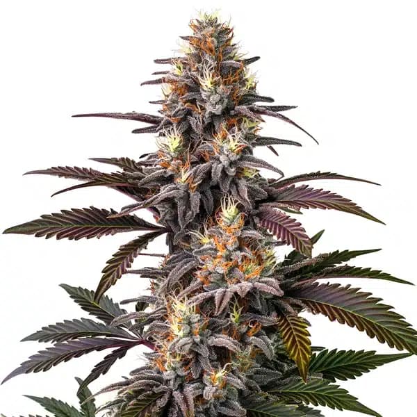 Glue Gelato Auto Seeds