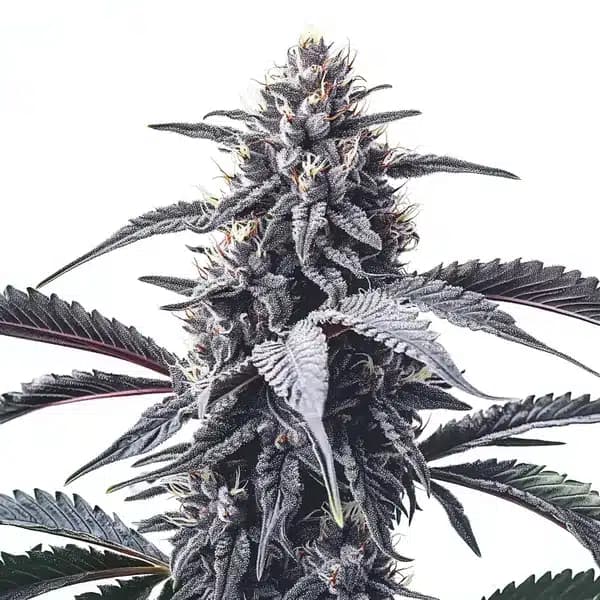 GMO Cookies Seeds